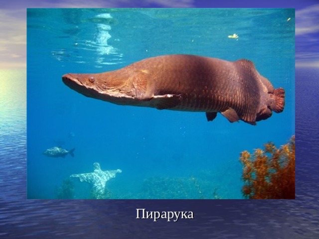 Пирарука 