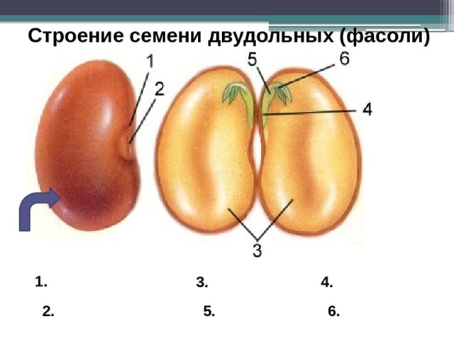 Строение семени двудольных (фасоли) 1. 3. 4. 2. 5. 6.