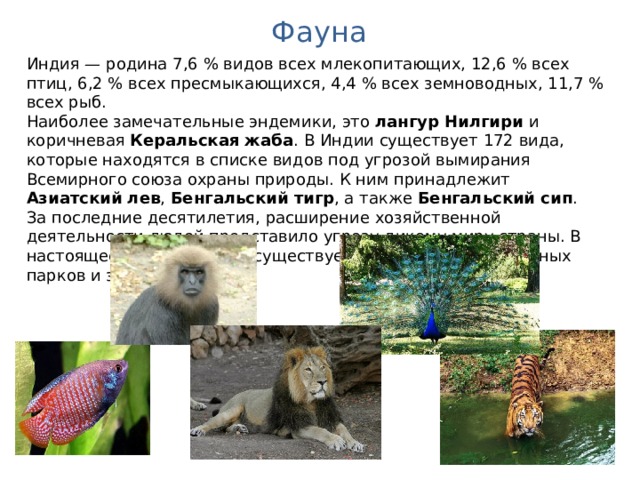 Фауна Индия — родина 7,6 % видов всех млекопитающих, 12,6 % всех птиц, 6,2 % всех пресмыкающихся, 4,4 % всех земноводных, 11,7 % всех рыб. Наиболее замечательные эндемики, это лангур Нилгири и коричневая Керальская жаба . В Индии существует 172 вида, которые находятся в списке видов под угрозой вымирания Всемирного союза охраны природы. К ним принадлежит Азиатский лев , Бенгальский тигр , а также Бенгальский сип . За последние десятилетия, расширение хозяйственной деятельности людей представило угрозу дикому миру страны. В настоящее время в Индии существует более 500 национальных парков и заповедников. 
