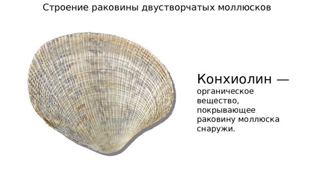 Строение раковины двустворчатых моллюсков Конхиолин — органическое вещество, покрывающее раковину моллюска снаружи. 