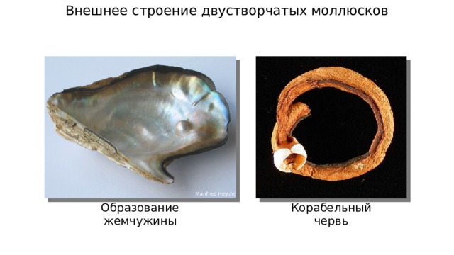Внешнее строение двустворчатых моллюсков Manfred Heyde Образование жемчужины Корабельный червь 