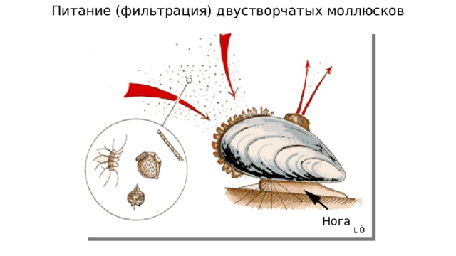 Питание (фильтрация) двустворчатых моллюсков Нога  