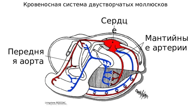Кровеносная система двустворчатых моллюсков Сердце Мантийные артерии Передняя аорта 