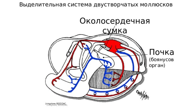 Выделительная система двустворчатых моллюсков Околосердечная сумка Почка (боянусов орган) 