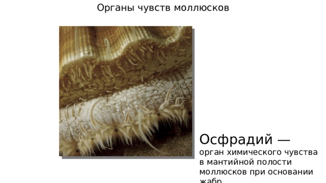 Органы чувств моллюсков Осфрадий — орган химического чувства в мантийной полости моллюсков при основании жабр. 
