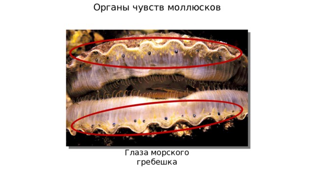 Органы чувств моллюсков Глаза морского гребешка 