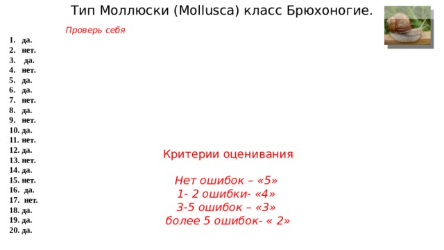 Тип Моллюски ( Mollusca) класс Брюхоногие. Проверь себя да. нет.  да. нет. да. да. нет. да. нет. да. нет. да. нет. да. нет.  да.  нет. да. да. да.   Критерии оценивания Нет ошибок – «5» 1- 2 ошибки- «4» 3-5 ошибок – «3»  более 5 ошибок- « 2» 