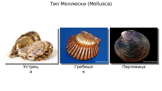 Тип Моллюски ( Mollusca) Hectonichus Hans Hillewaert Устрица Перловица Гребешок 