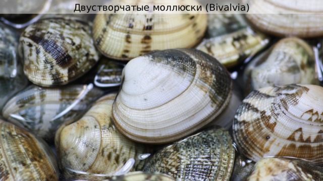 Двустворчатые моллюски ( Bivalvia) 
