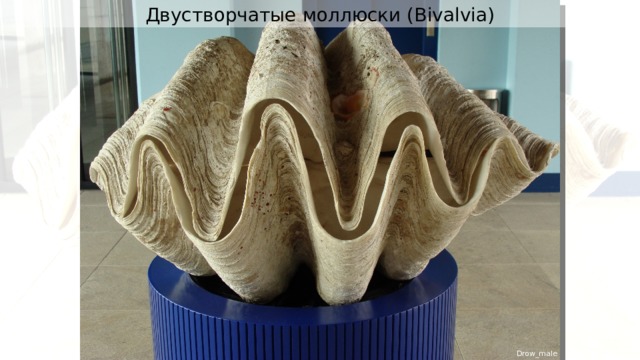 Двустворчатые моллюски ( Bivalvia) Drow_male 