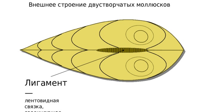 Внешнее строение двустворчатых моллюсков Лигамент — лентовидная связка, соединяющая створки раковин. 