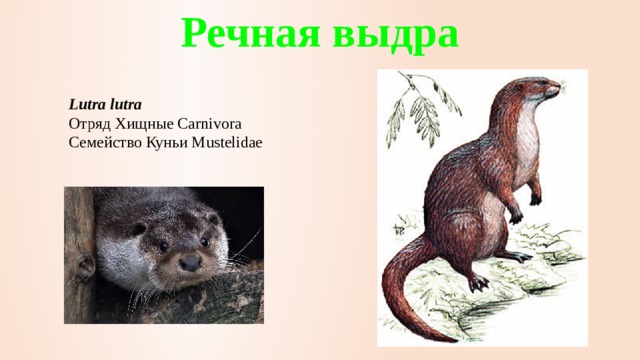 Речная выдра Lutra lutra   Отряд Хищные Carnivora  Семейство Куньи Mustelidae 
