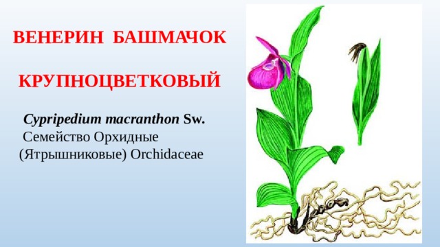 ВЕНЕРИН БАШМАЧОК КРУПНОЦВЕТКОВЫЙ    Cypripedium macranthon Sw.   Семейство Орхидные (Ятрышниковые) Orchidaceae 