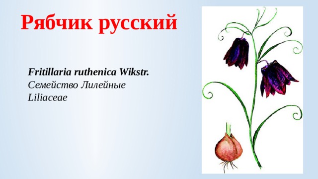Рябчик русский Fritillaria ruthenica Wikstr.  Семейство Лилейные Liliaceae 