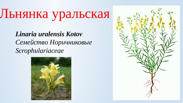 Льнянка уральская Linaria uralensis Kotov  Семейство Норичниковые Scrophulariaceae 