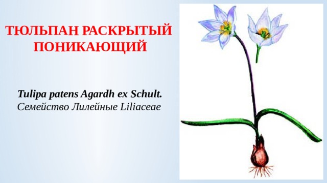 ТЮЛЬПАН РАСКРЫТЫЙ  ПОНИКАЮЩИЙ     Tulipa patens Agardh ex Schult.    Семейство Лилейные Liliaceae     