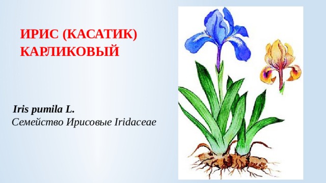 ИРИС (КАСАТИК) КАРЛИКОВЫЙ     Iris pumila L.    Семейство Ирисовые Iridaceae 