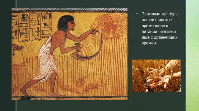 Злаковые культуры нашли широкое применение в питании человека ещё с древнейших времён. 