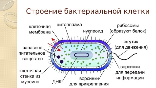 Строение бактериальной клетки 