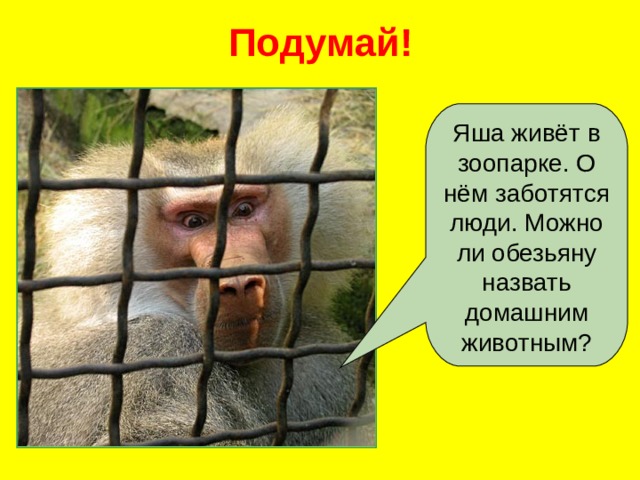 Подумай! Яша живёт в зоопарке. О нём заботятся люди. Можно ли обезьяну назвать домашним животным? 
