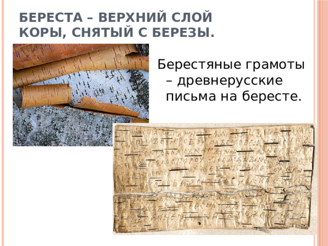 Береста – верхний слой  коры, снятый с березы. Берестяные грамоты – древнерусские письма на бересте. 