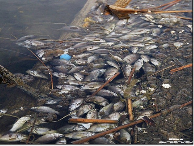 После такой «уборки» в реке погибнет много живых существ, живущих в воде. 