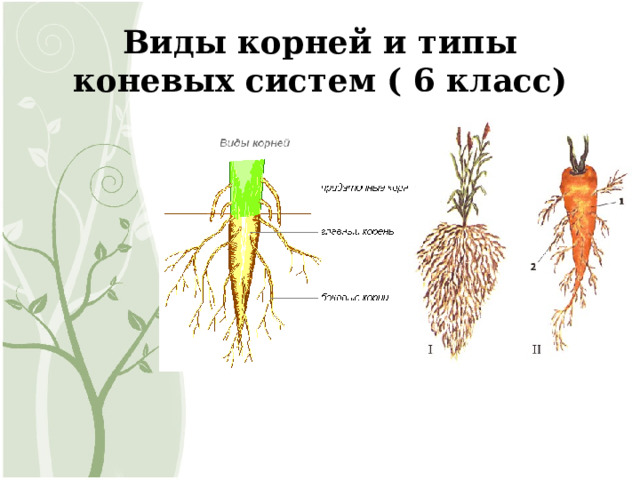 Типы корневых систем 6 класс