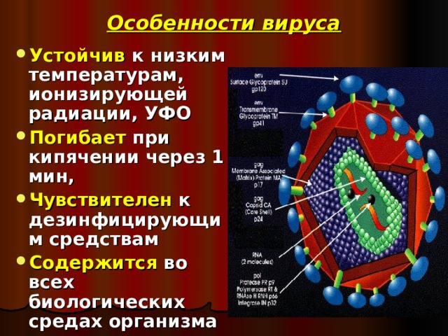 Особенности вируса Устойчив к низким температурам, ионизирующей радиации, УФО Погибает при кипячении через 1 мин, Чувствителен к дезинфицирующим средствам Содержится во всех биологических средах организма 