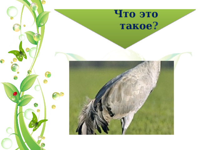 Что это такое ? 
