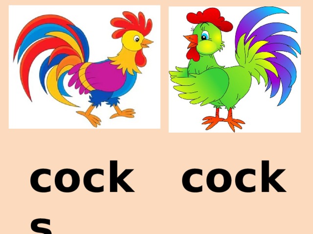 сock cocks 