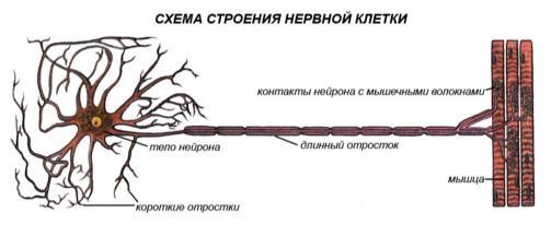 Основной какой системы является изображенная на рисунке клетка мышечной кровеносной