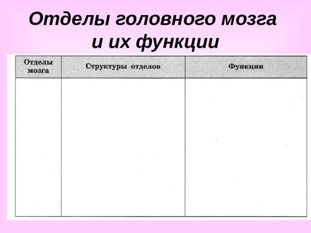 Отделы головного мозга  и их функции 