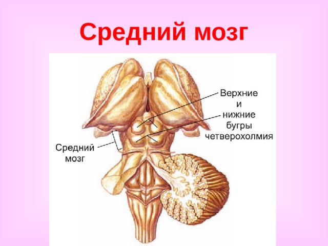 Средний мозг 