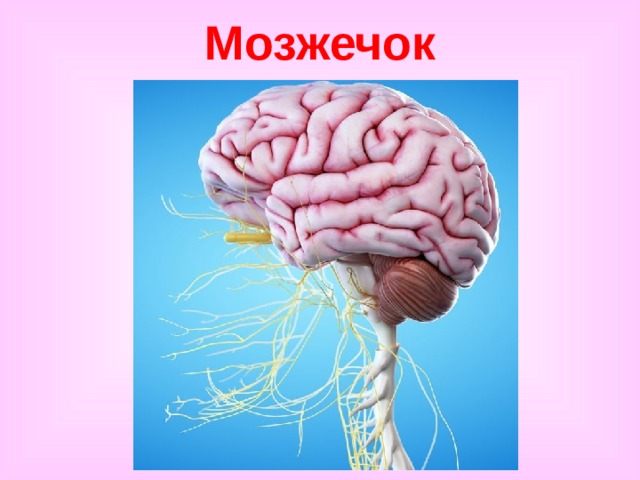 Мозжечок 