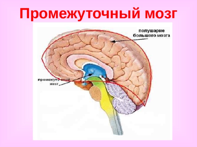 Промежуточный мозг 