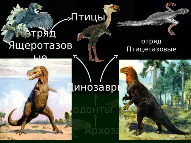 Птицы отряд Ящеротазовые отряд  Птицетазовые Динозавры Текодонты Архозавры  