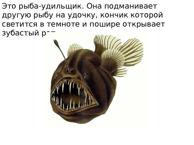Это рыба-удильщик. Она подманивает другую рыбу на удочку, кончик которой светится в темноте и пошире открывает зубастый рот. 