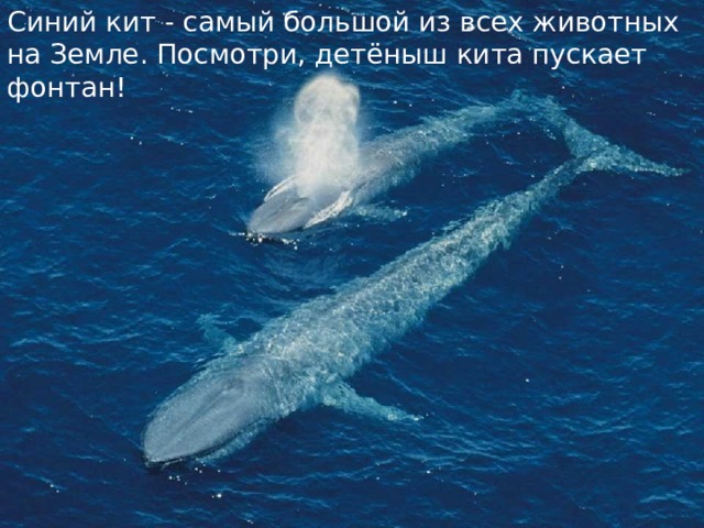 Синий кит - самый большой из всех животных на Земле. Посмотри, детёныш кита пускает фонтан! 
