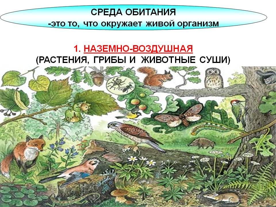 Презентация по биологии 6 класс пономарева совместная жизнь организмов в природном сообществе