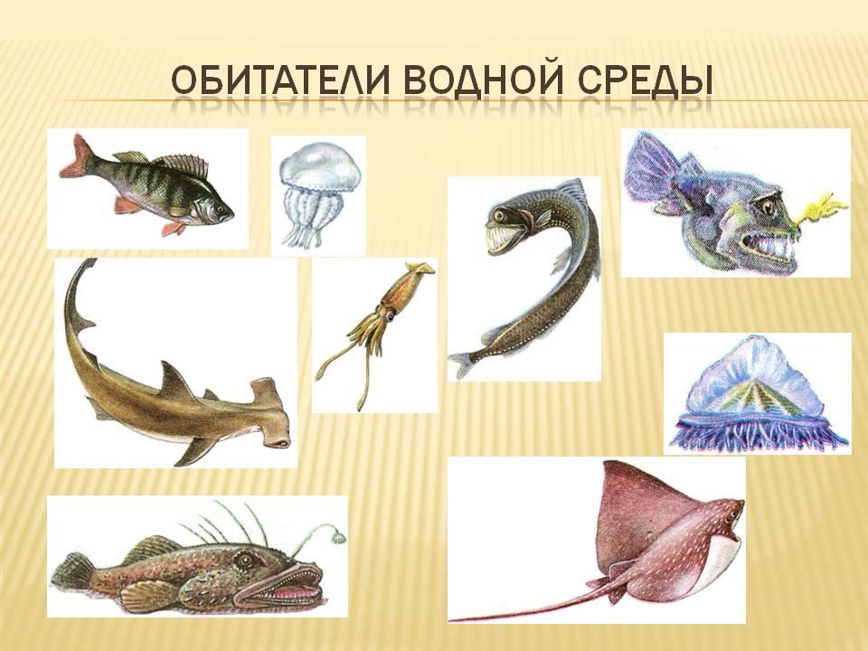 Картинки ФИТОПЛАНКТОН ЭТО В БИОЛОГИИ
