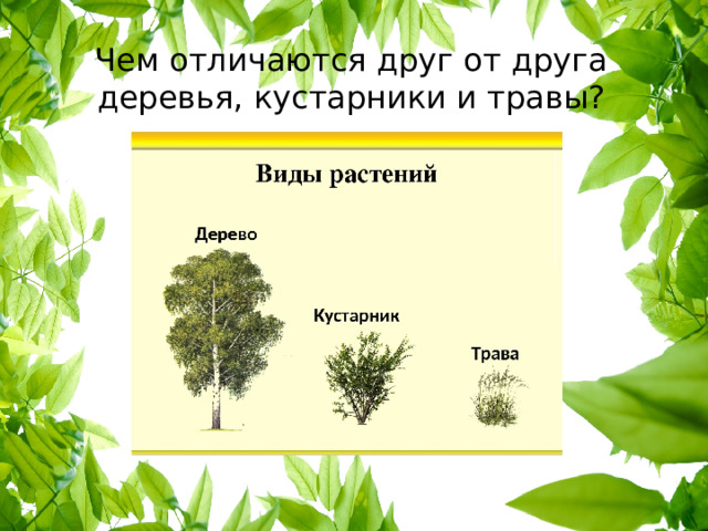 Чем отличаются друг от друга деревья, кустарники и травы? 