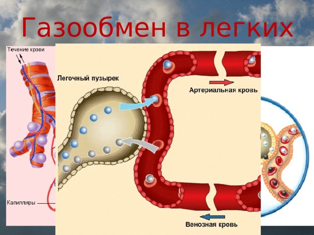 Г через стенки осуществляется газообмен