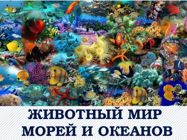животный мир морей и океанов 