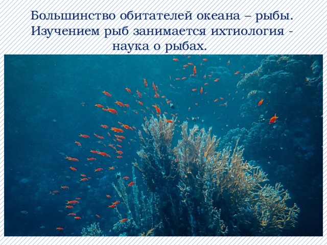 Большинство обитателей океана – рыбы. Изучением рыб занимается ихтиология - наука о рыбах.  