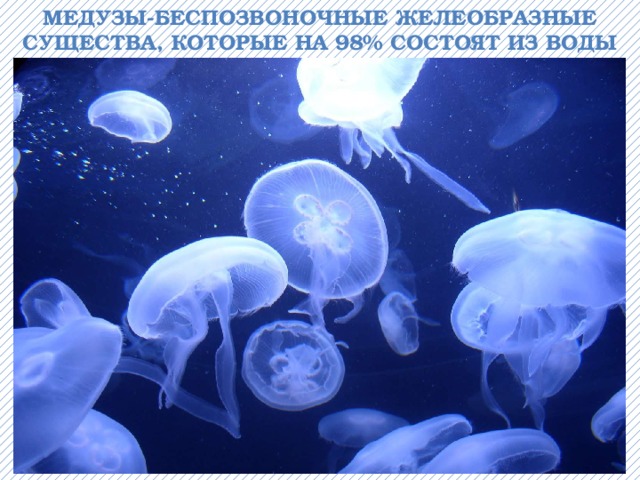 Медузы-беспозвоночные желеобразные существа, которые на 98% состоят из воды 