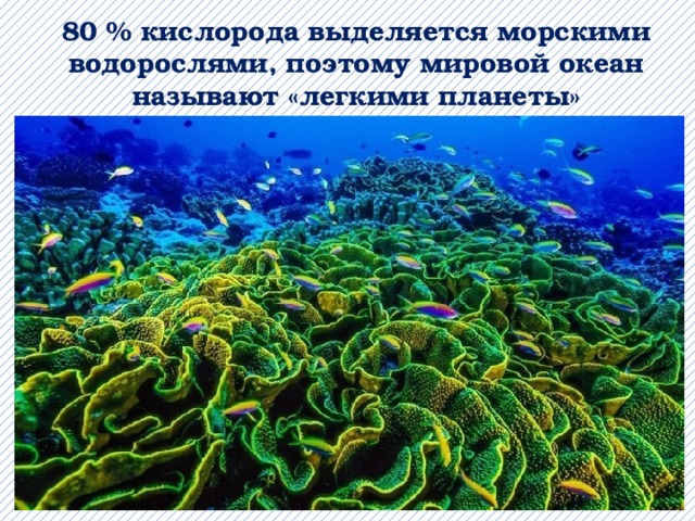 80 % кислорода выделяется морскими водорослями, поэтому мировой океан называют «легкими планеты» 