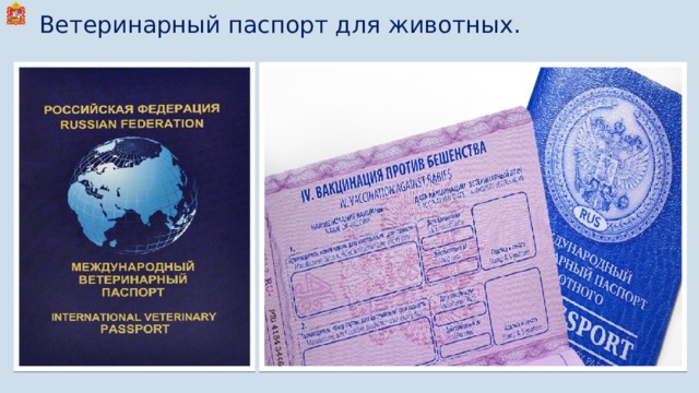 Ветеринарный паспорт для животных. 