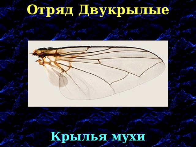 Отряд Двукрылые Крылья мухи 