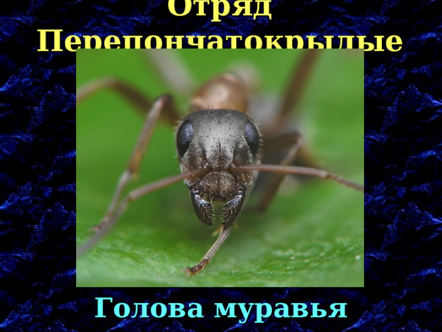 Отряд Перепончатокрылые Голова муравья 
