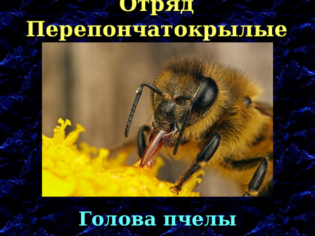 Отряд Перепончатокрылые Голова пчелы 